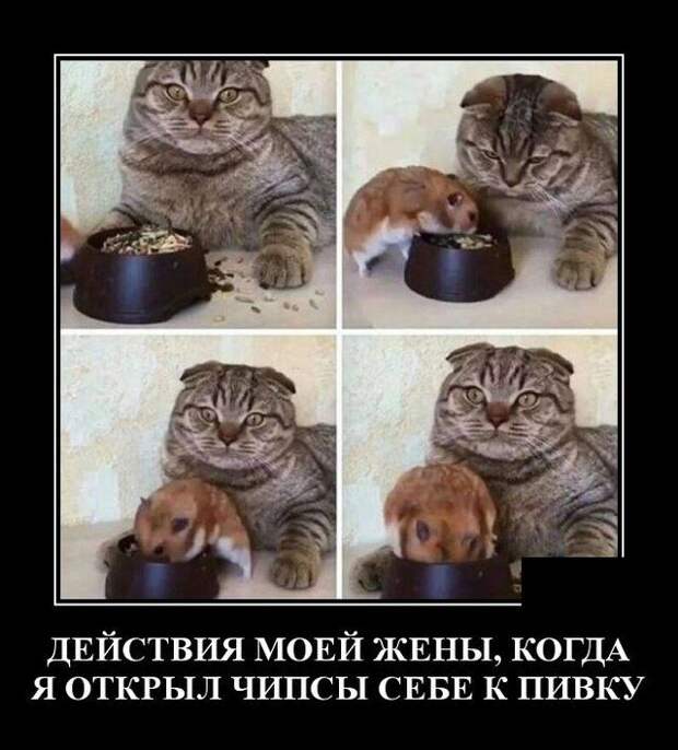 demotivatory-demotivator-smeshnye-demotivatory-demotivator-so-smyslom