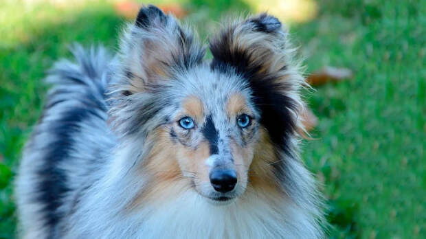 Не только хаски: 7 пород собак с голубыми глазами