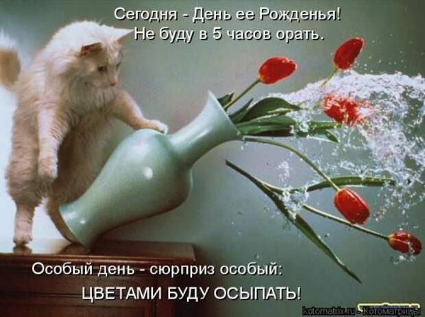 Новая котоматрица (44 шт)