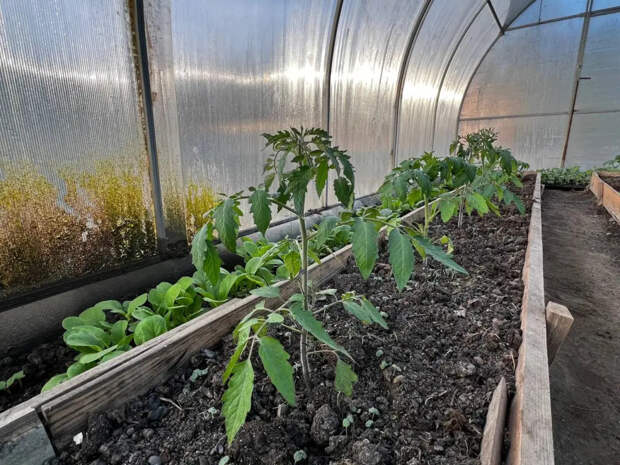 Всего 1 грамм на литр: секретная подкормка, от которой рассада томатов крепчает на глазах