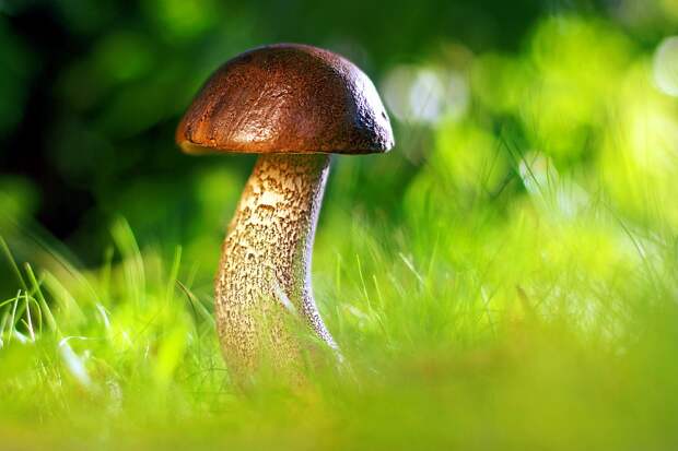 mushroom-3587888_960_720 alt