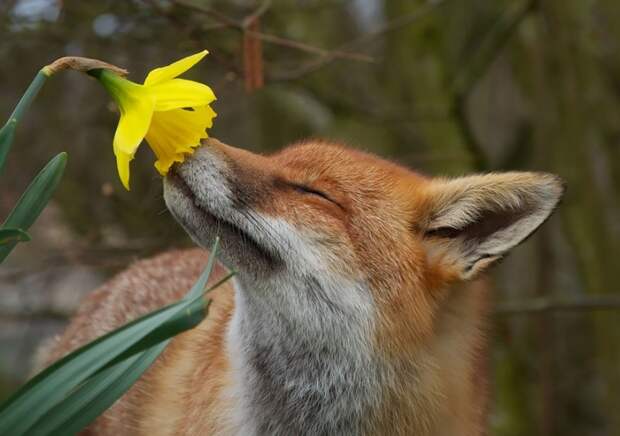 15 очаровательных животных, которые наслаждаются ароматом цветов