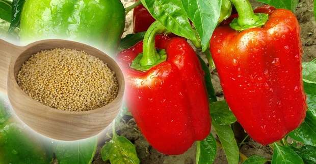 Супер Перец: пшено как подкормка для «вкусного» урожая