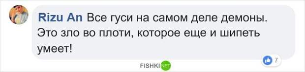 Внук поделился списком животных, которых дедушка приносил домой на протяжении 67 лет Бездомные животные, дедушка, животные, история, пожилые люди, спасение, трогательно