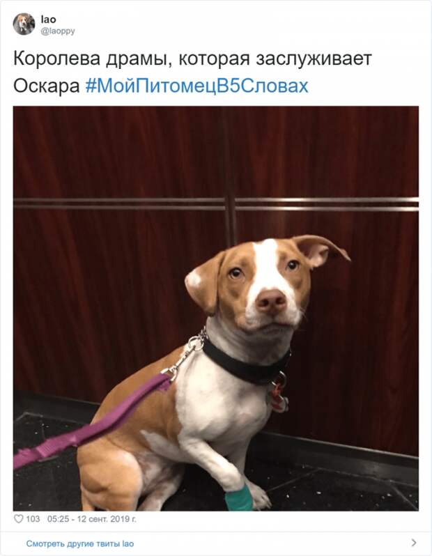 Флешмоб «Мой питомец в пяти словах» Флешмоб «Мой питомец в пяти словах»