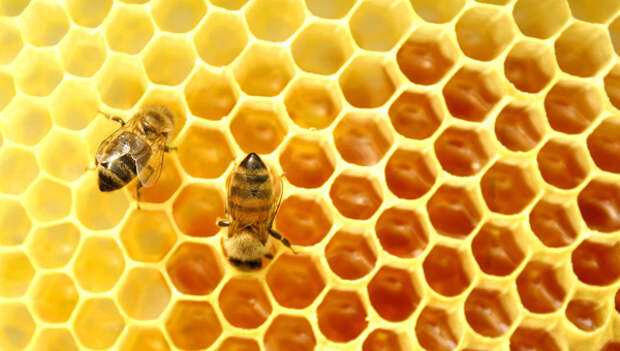 пчелиный воск