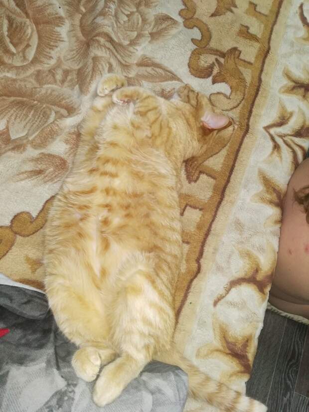 Забавные и милые животные заряжают позитивом