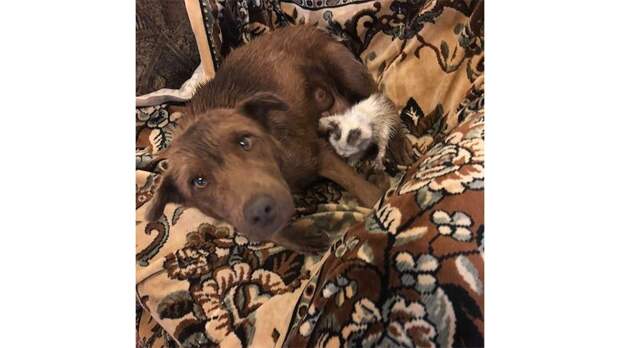 На Кубани собака потеряла своих щенков и усыновила бездомного котенка