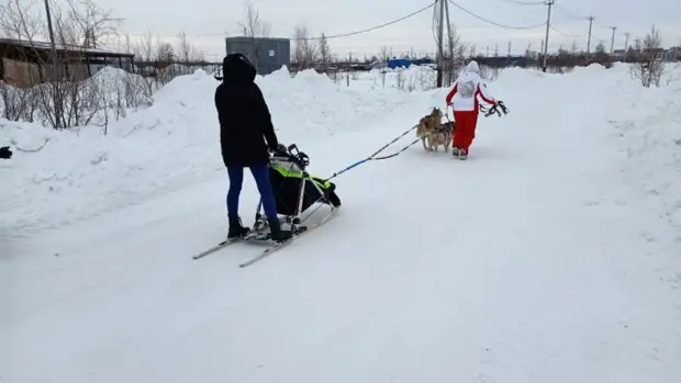 Хаски-гонщики. В приюте для животных Салехарда устроили заезд на упряжках