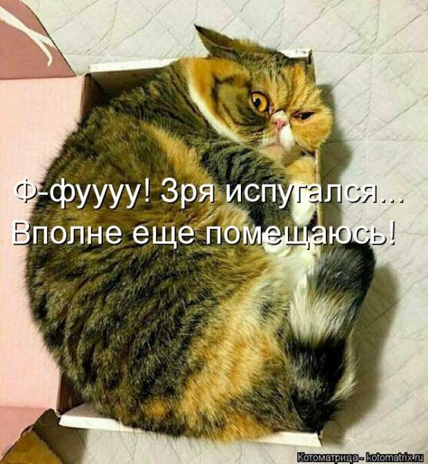 Лучшие котоматрицы недели (50 фото)