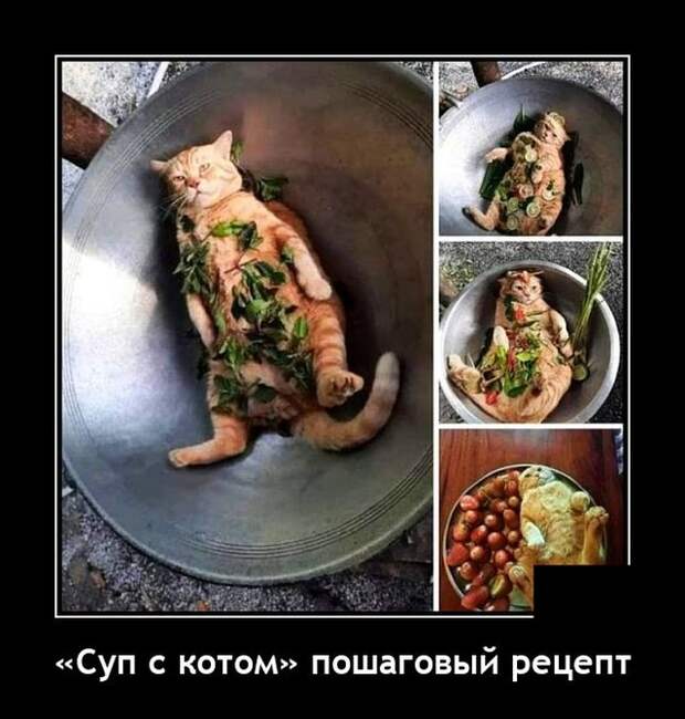 Демотиваторы 1 февраля 2022 года