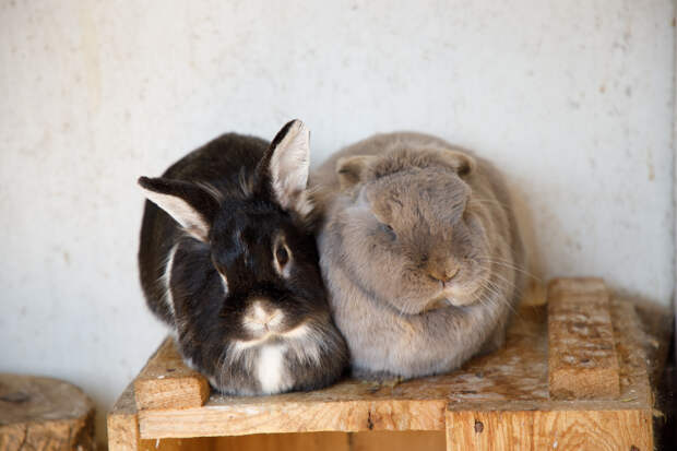 Тульская область вошла в пятерку популярных регионов для деревенского туризма