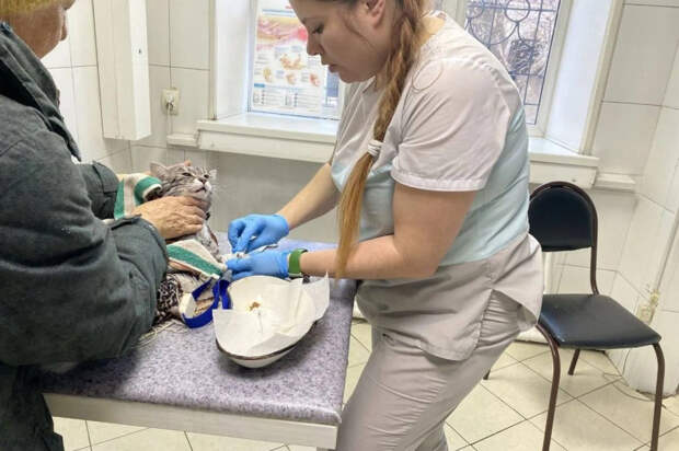 В Иркутской области ветеринары спасли кота после стирки и сушки в машинке