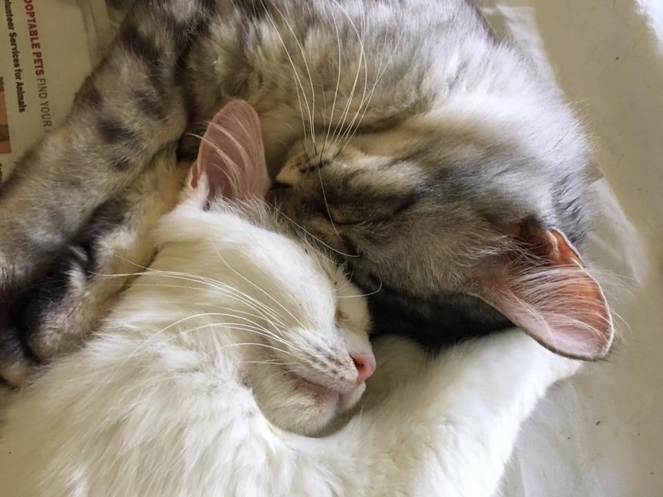 Без кота и жизнь не та