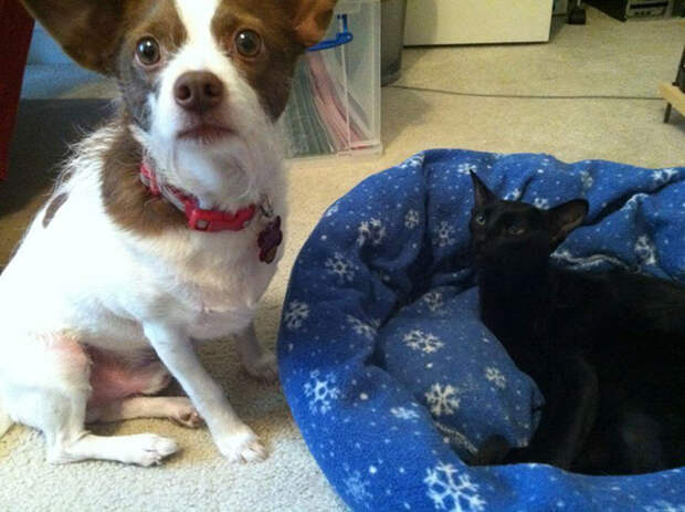cats-stealing-dog-beds-46-57e122af90e77__700