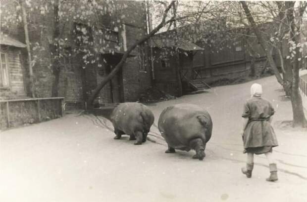 Выгул бегемотов в зоопарке, Москва, 1950–е. история, события, фото