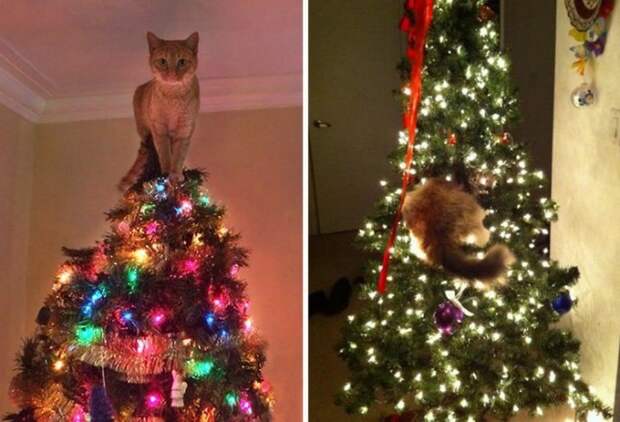 Просто котики коты, юмор
