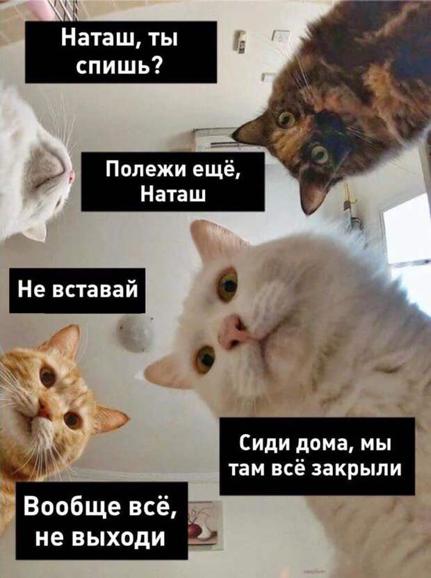 «Наташ, вставай! Мы уронили вообще все!»: на фоне последних событий в сети обрел популярность новый мем с котами