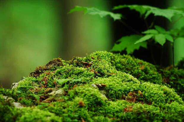 Мох на обочинах: учёные предлагают заменить газонную траву, чтобы защитить города от наводнений