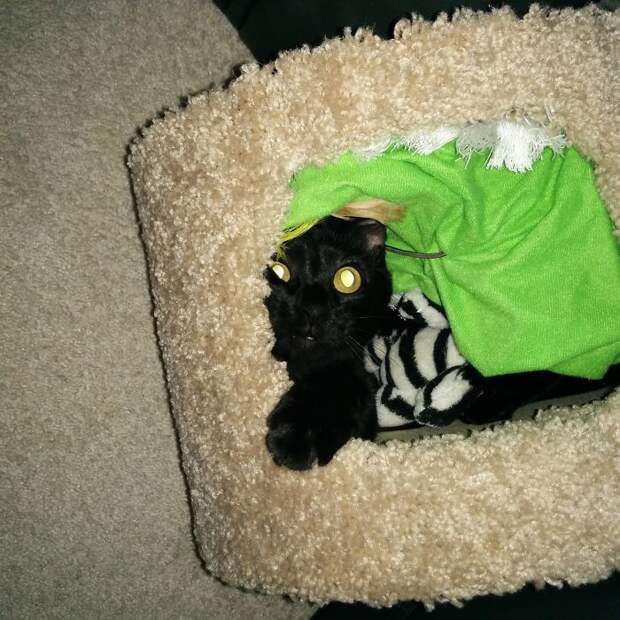 Котопост - это всегда радость Котопост - это всегда радость животные, коты, кошки, неожиданно, привычки, странности, фото, юмор