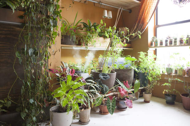 Cупермодель, выращивающая 500 растений в своей квартире девушка, модель, растения