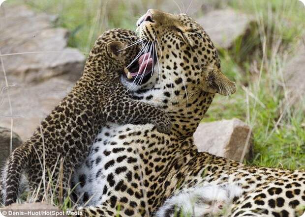Картинки по запросу фото леопард с детенышем