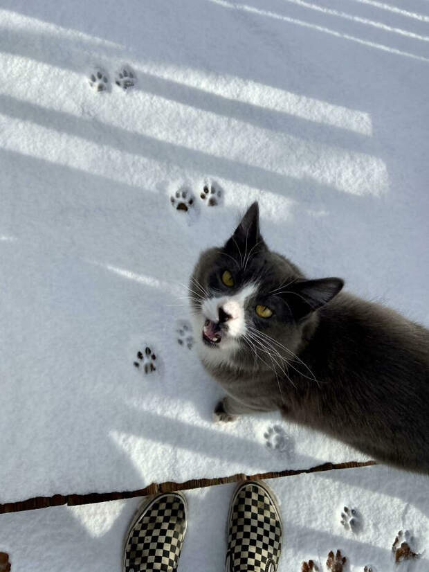 Снимки котиков, которые содержат в себе звук