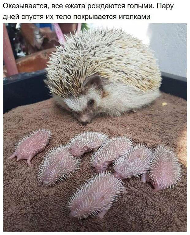 Факты о ежах
