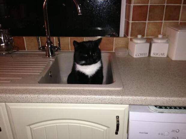 смешные коты кот в раковине