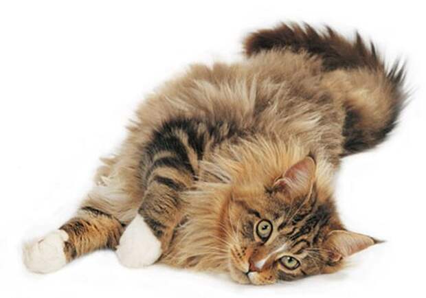 maine coons | maine coon cat: 
