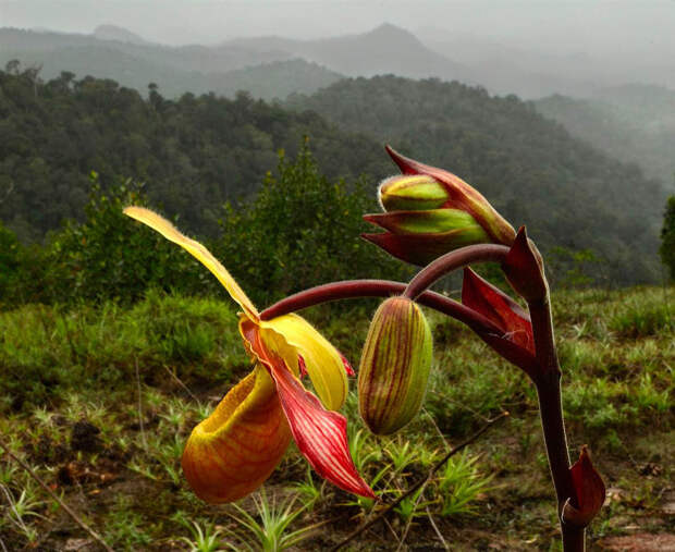 Орхидея (Phragmipedium lindleyanum) Орхидея (Phragmipedium lindleyanum)