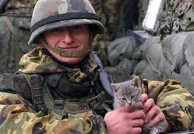 Военные коты война, коты, редкие фото