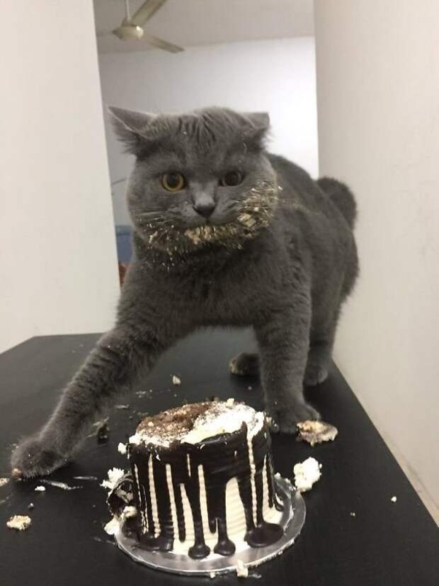 Забавный котопост)