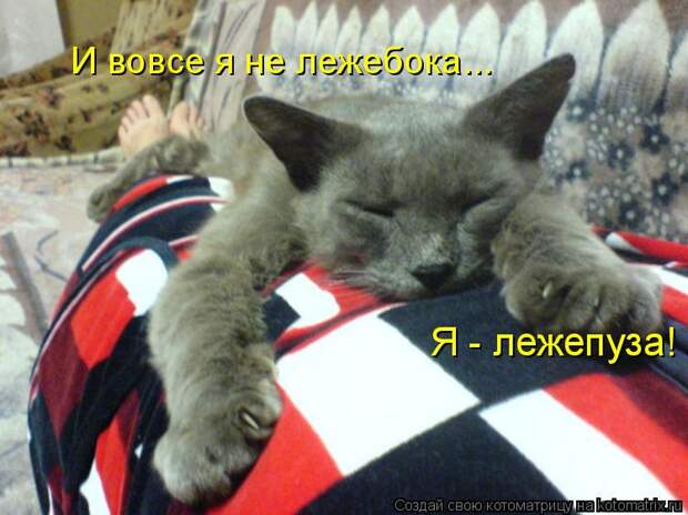 Котоматрица: Я - лежепуза! И вовсе я не лежебока...