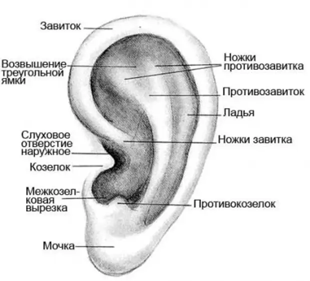 Окружность уха где находится у человека фото