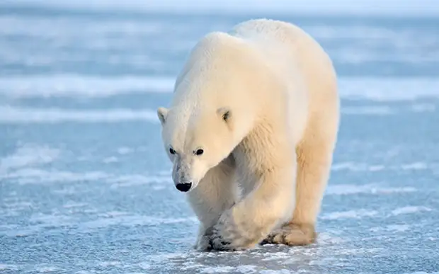 Полярный белый медведь - вымирающий вид