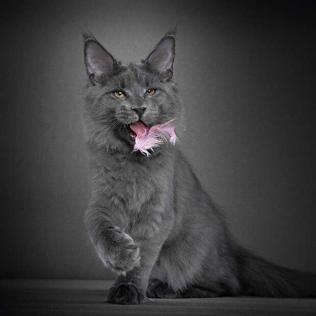 NewPix.ru - Американская енотовая кошка Maine Coon