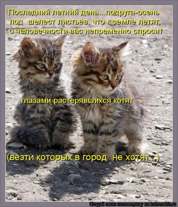 Лучшие котоматрицы недели (50 фото)