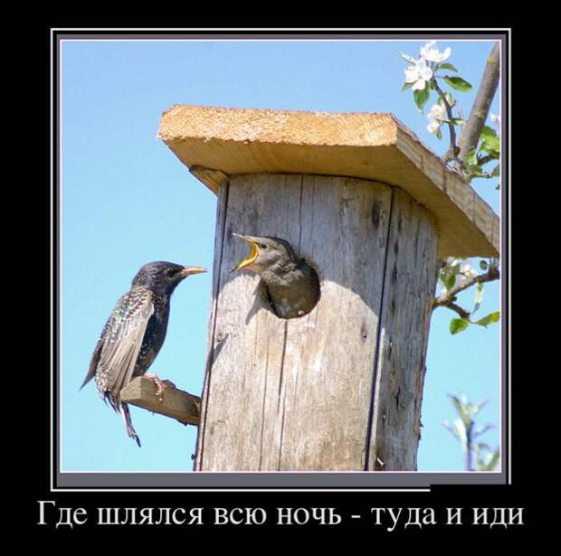 Демотиваторы (30 фото)