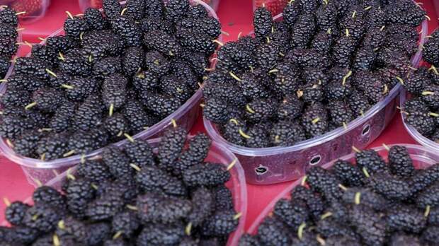 Биолог предупредил об опасностях и пользе шелковицы