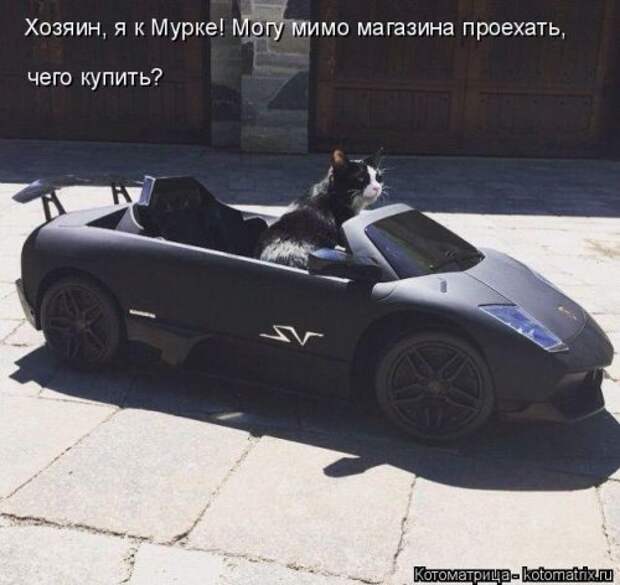Свежая котоматрица на Бугаге (37 фото)