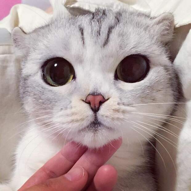 кошка Хана, Hana cat