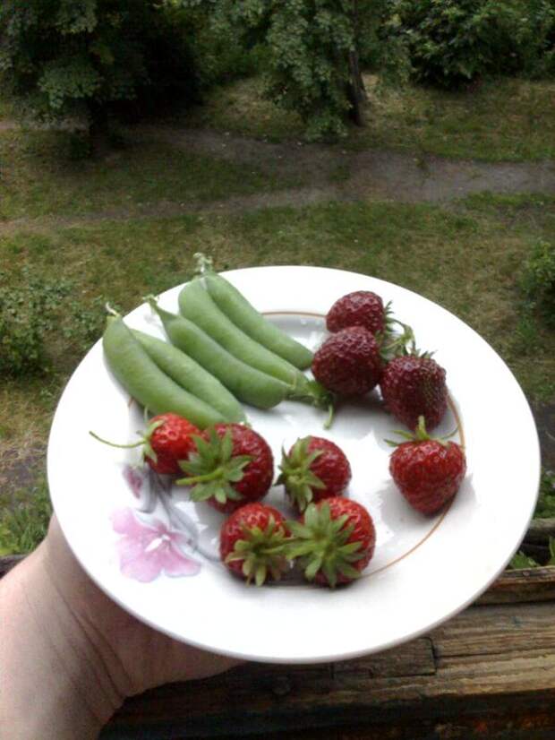 Клубника на балконе клубника везде, Огород, хобби, клубника, горох, длиннопост