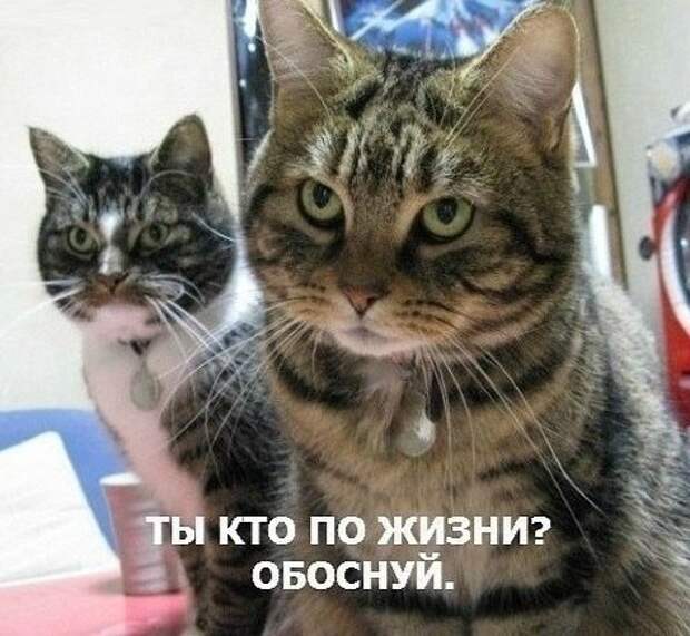 Кошачий мафиози Кошачий мафиози животные, мемы, прикол, угроза