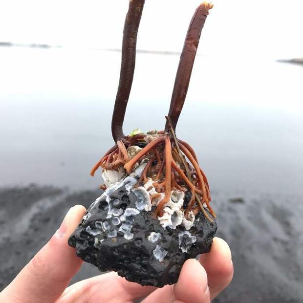 Камень найденный на одном из исландских пляжей катаклизмы, природа, растительность