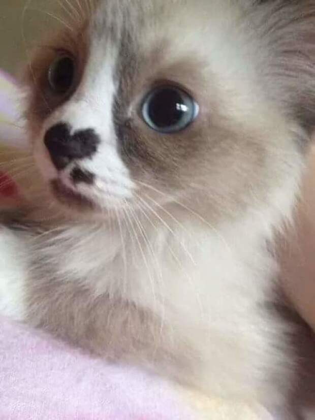 Коты с сердечками животные, забавно, коты, кошки, неожиданно, окрас, окрас кошек, фото