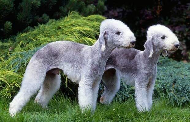 самые странные породы собак, нелепые породы собак, самые необычные породы собак