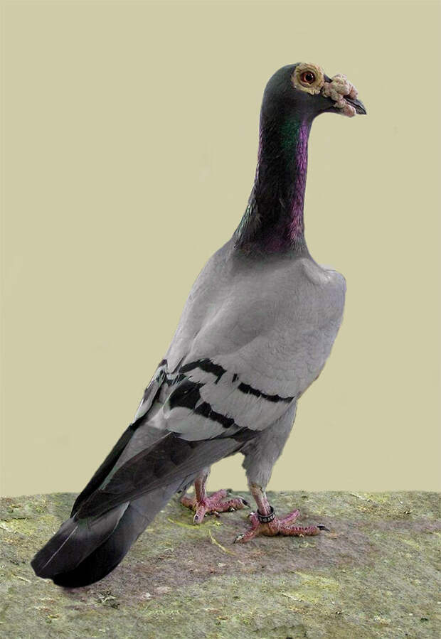 alt