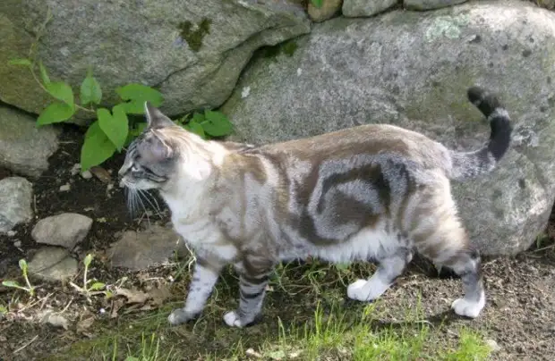 20 потрясных котиков, которых природа окрасила с особой выдумкой