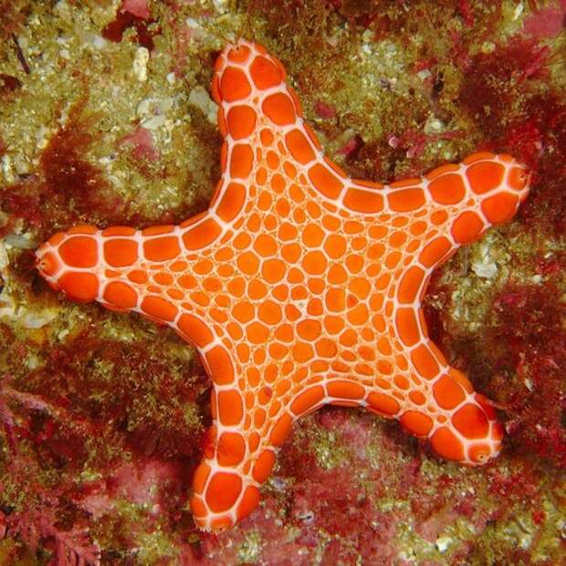 Звезды на дне моря интересное, морские звезды, факты, фауна